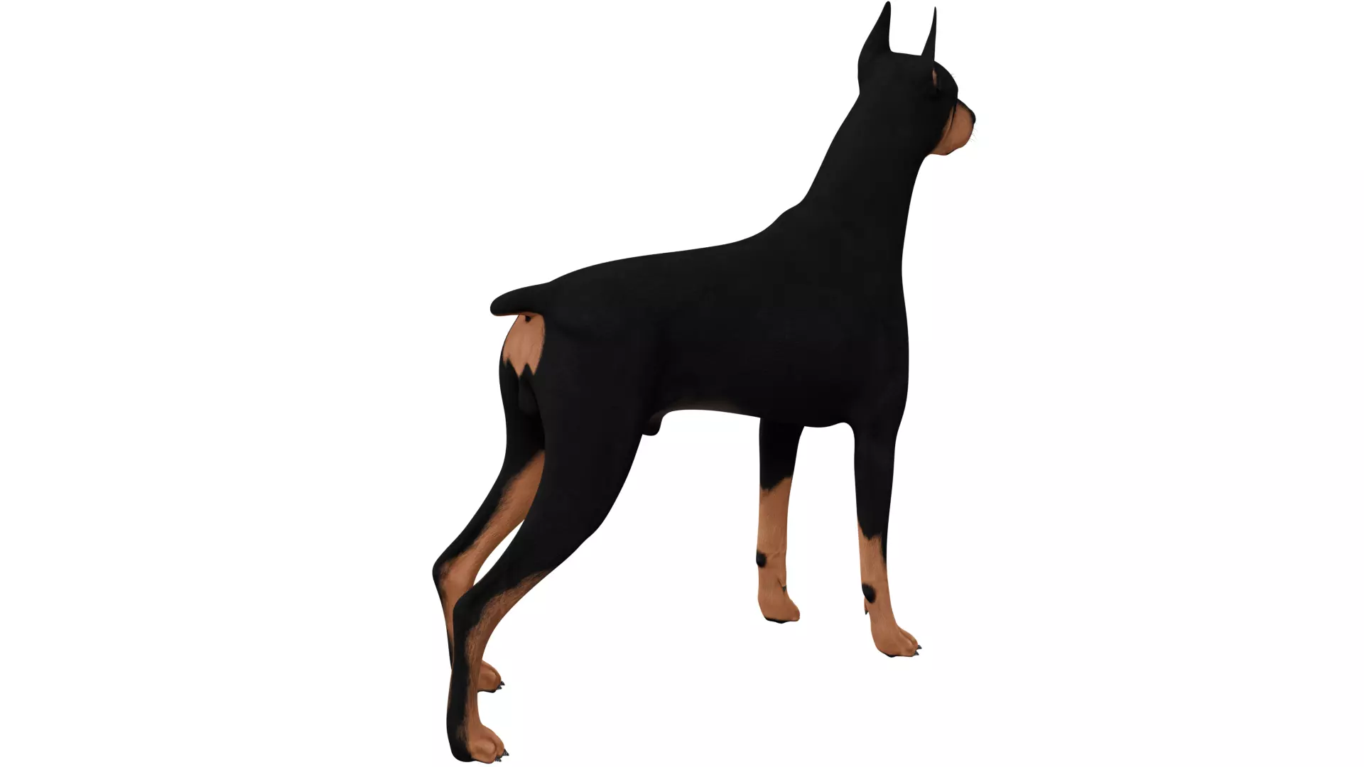 Doberman 3D model_4