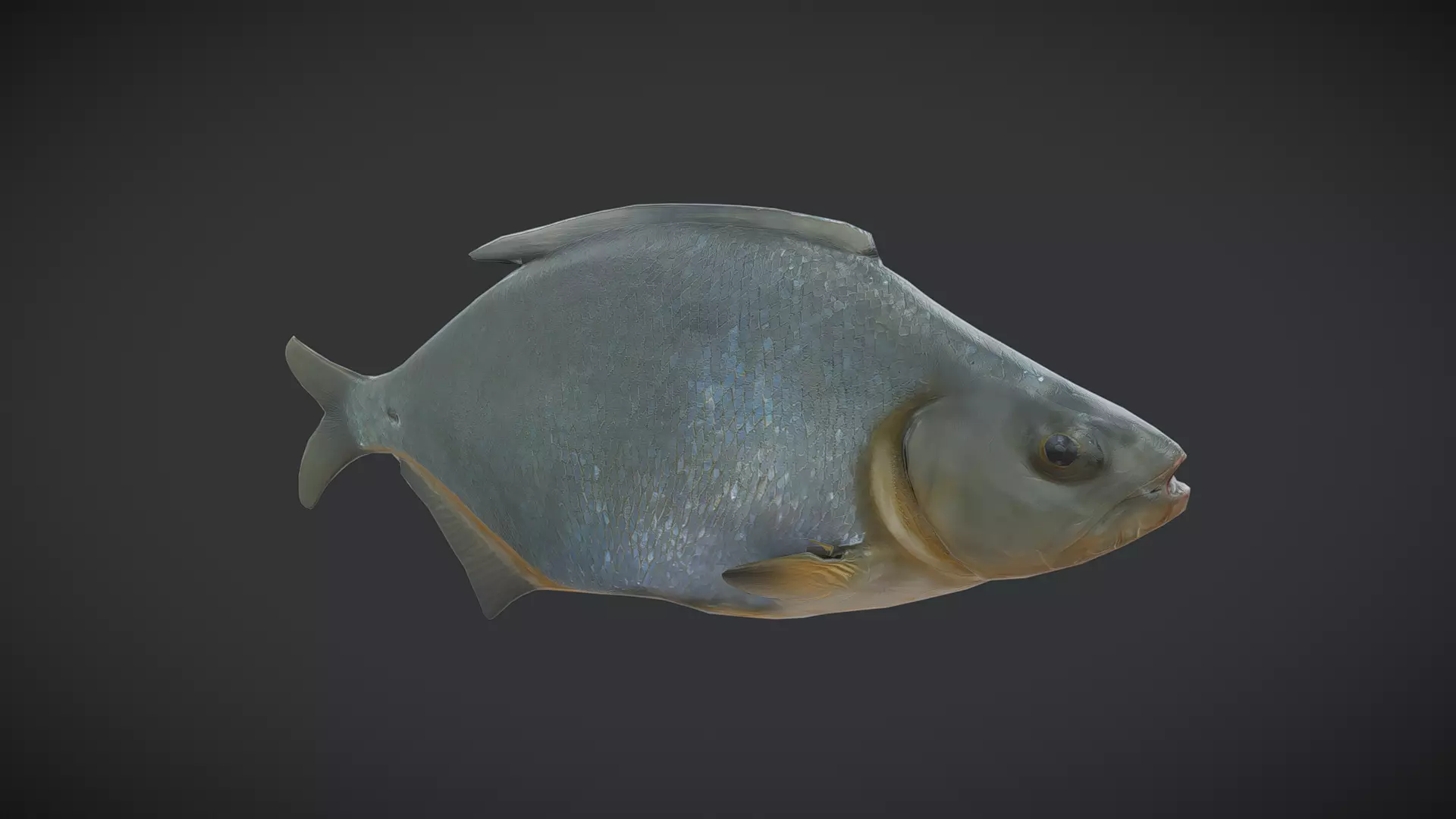 Dried Fish Low-poly 3D model_0