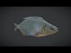 Dried Fish Low-poly 3D model_1