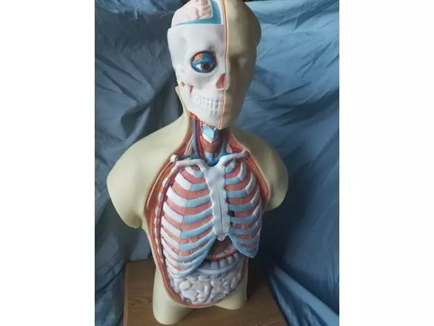 Human Anatomy Torso Model 3D print model_1