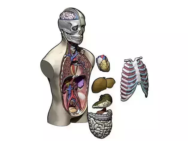 Human Anatomy Torso Model 3D print model