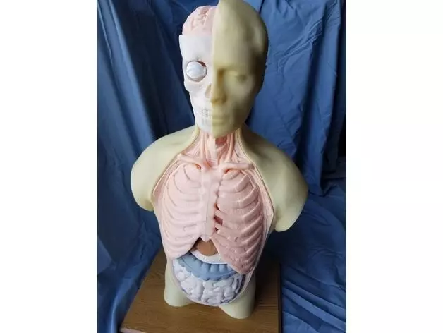 Human Anatomy Torso Model  3D print model_2