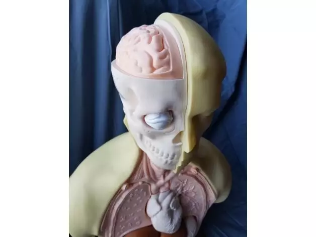 Human Anatomy Torso Model  3D print model_0