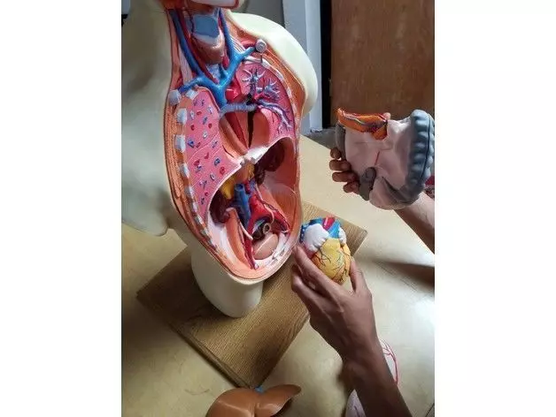 Human Anatomy Torso Model  3D print model_7