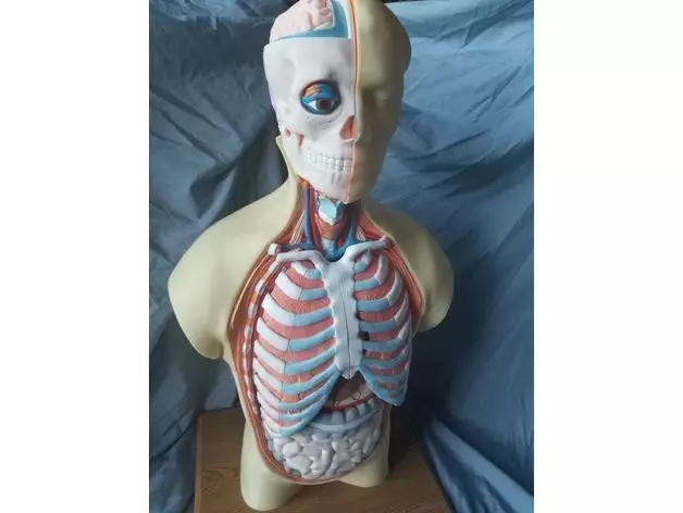 Human Anatomy Torso Model  3D print model_6
