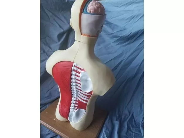 Human Anatomy Torso Model  3D print model_4