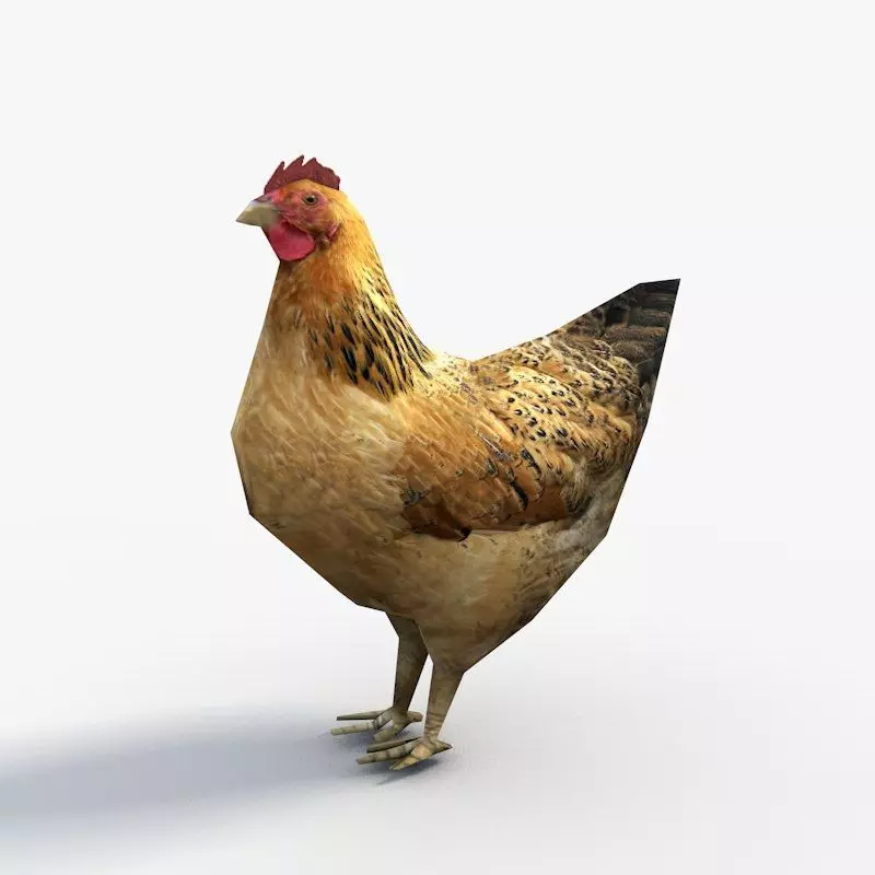 Low Poly Hen rooster Low-poly 3D model_0