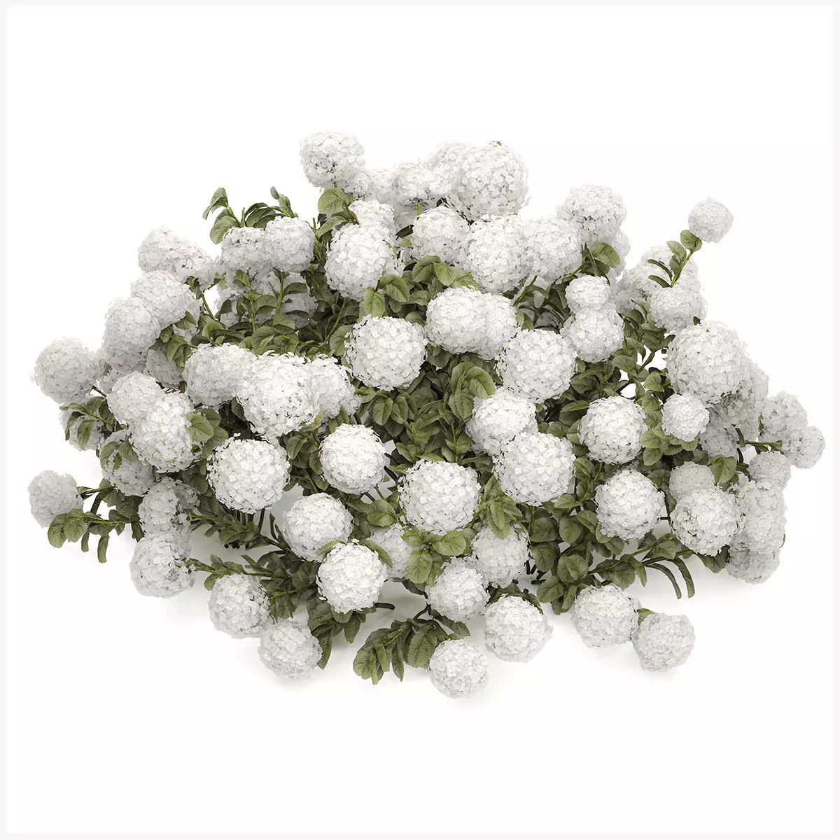 Bush blooming white hydrangea for the garden 1485 3D model_8