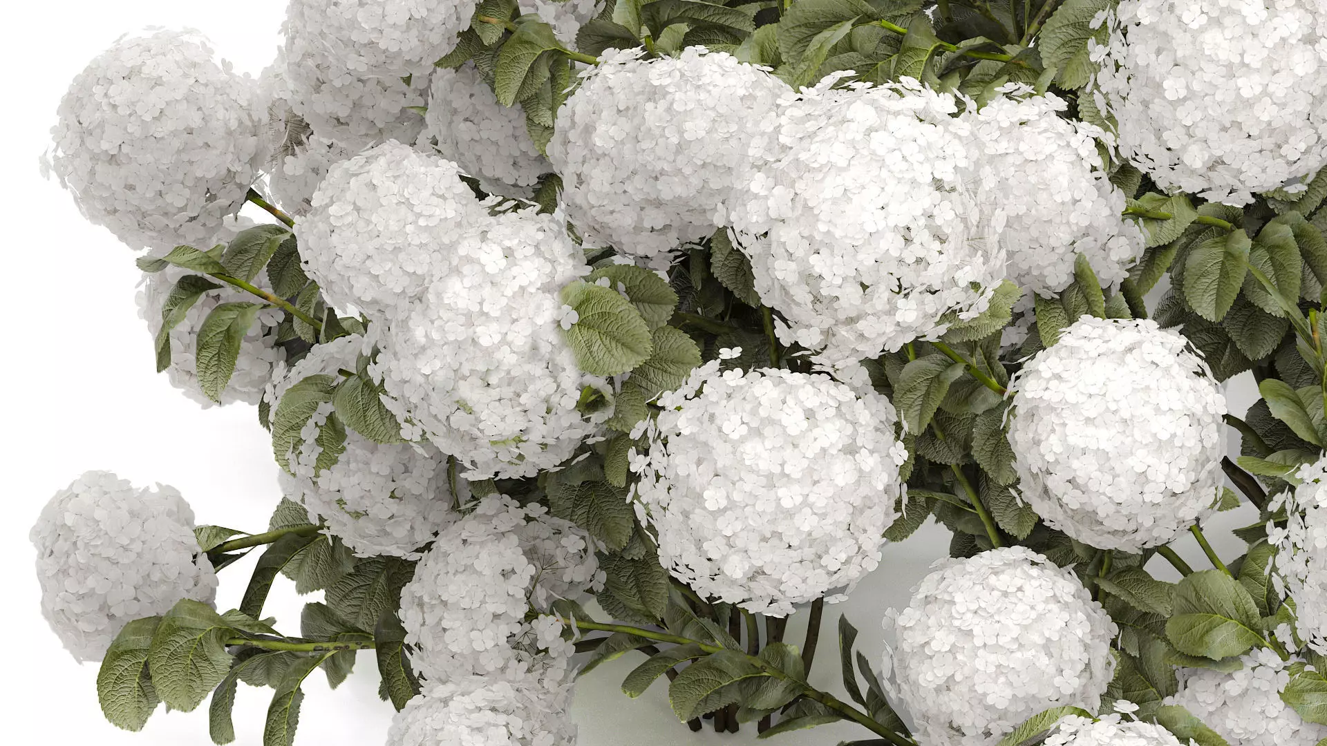 Bush blooming white hydrangea for the garden 1485 3D model_3