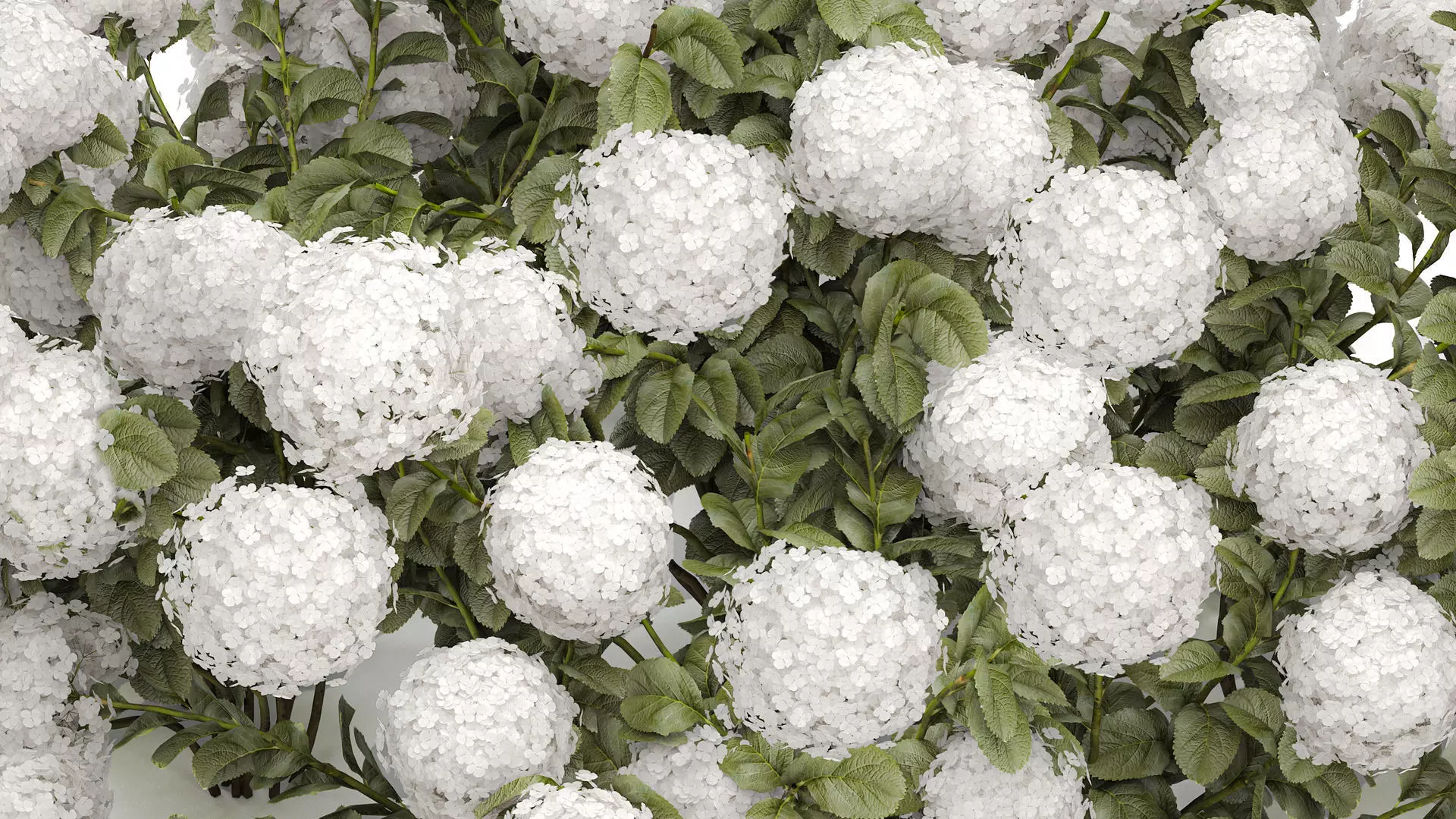 Bush blooming white hydrangea for the garden 1485 3D model_2