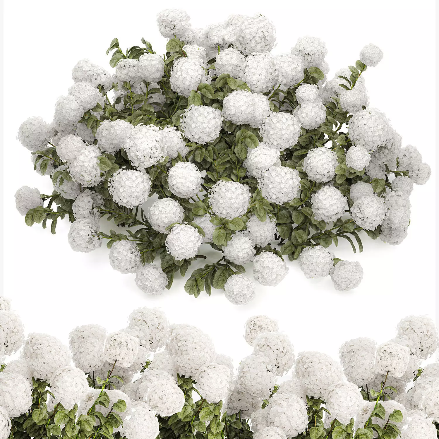 Bush blooming white hydrangea for the garden 1485 3D model_9