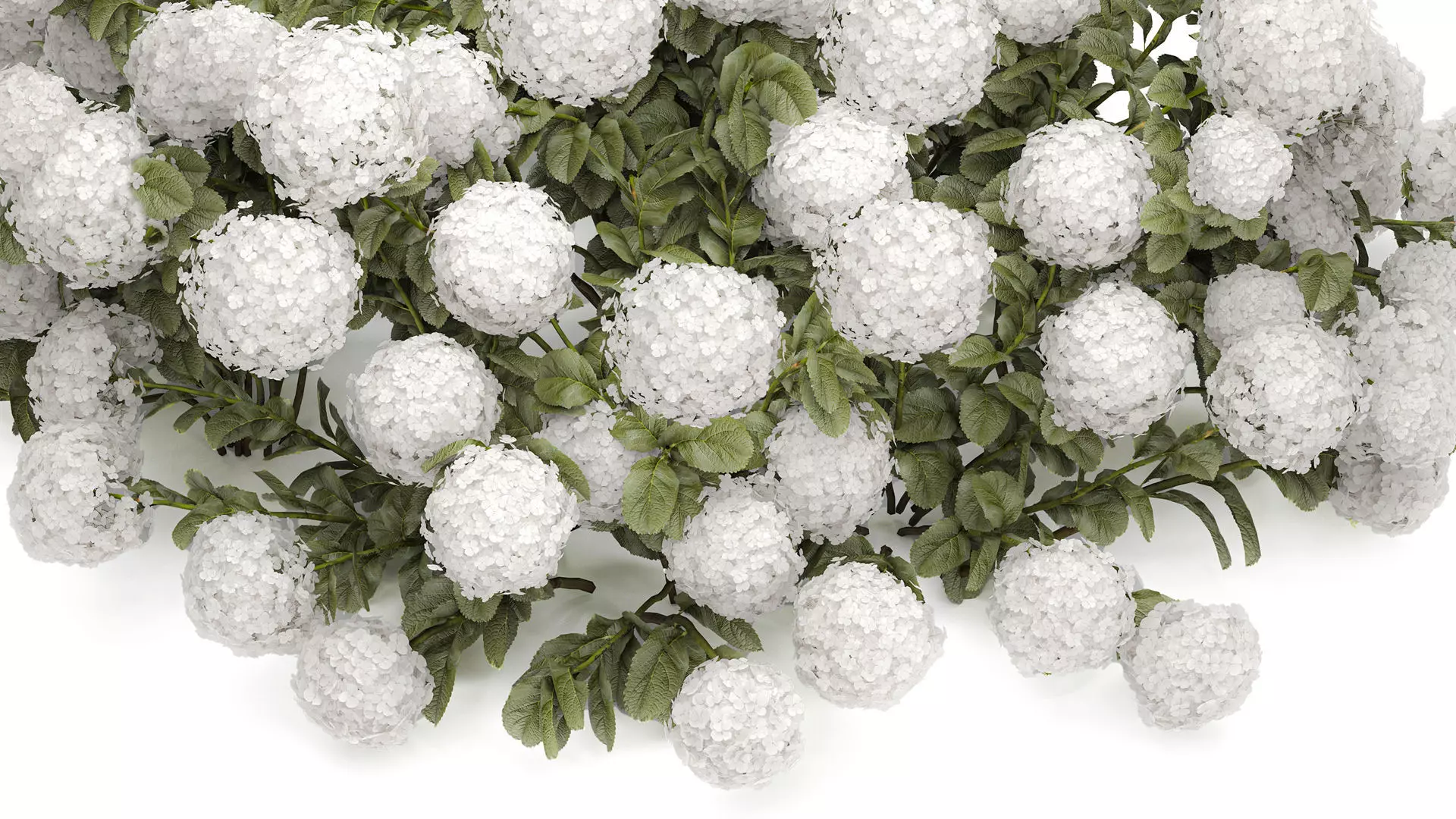 Bush blooming white hydrangea for the garden 1485 3D model_1