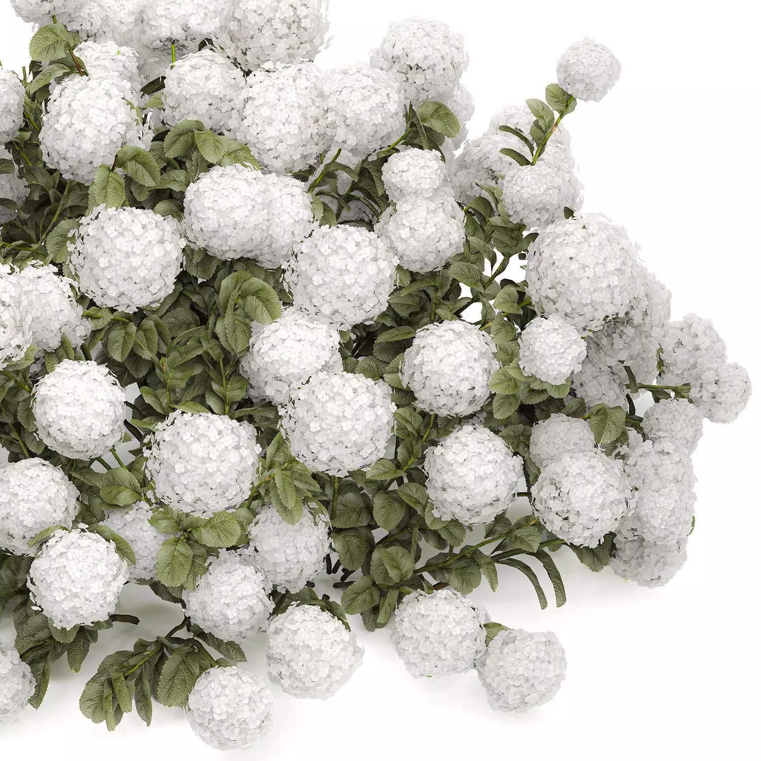 Bush blooming white hydrangea for the garden 1485 3D model_14