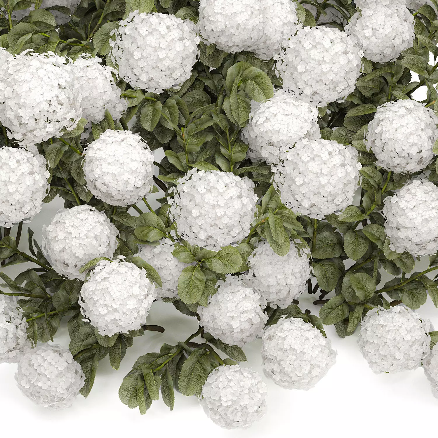 Bush blooming white hydrangea for the garden 1485 3D model_12