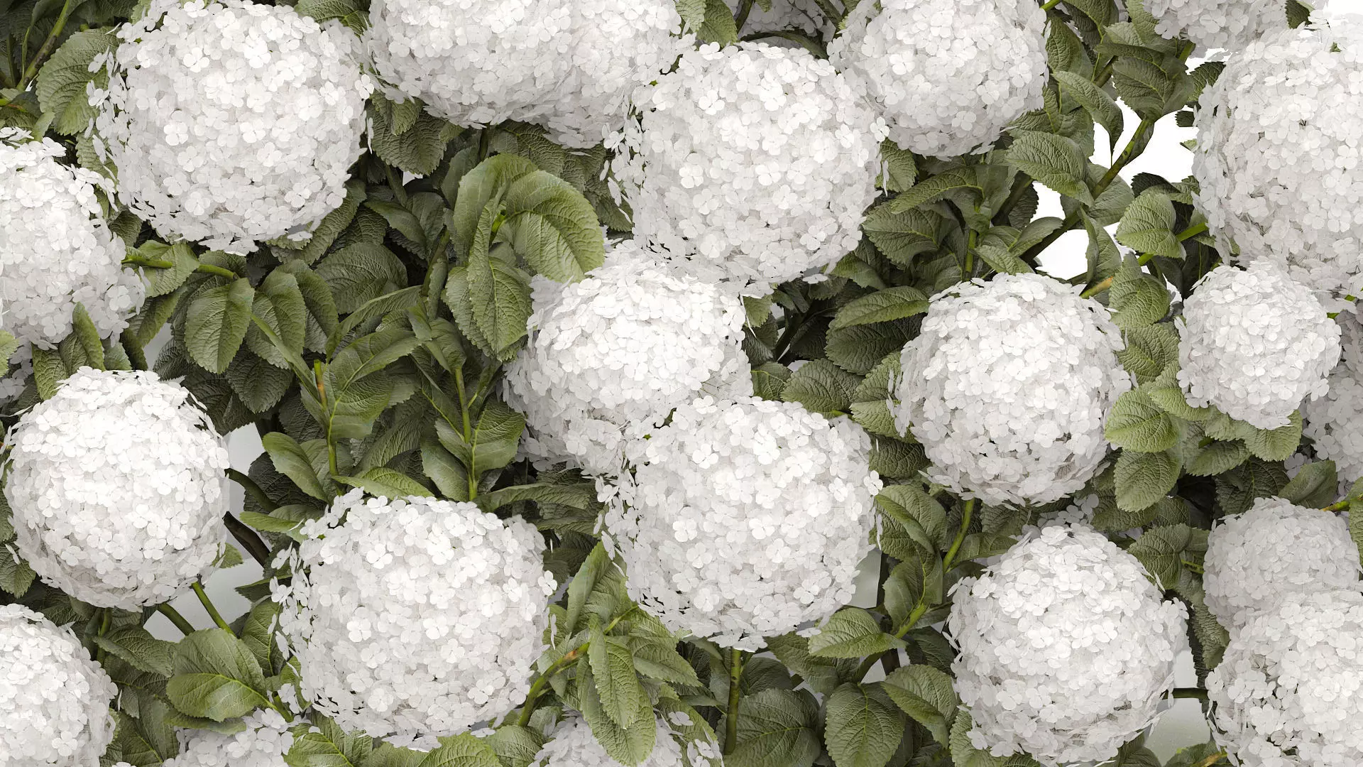 Bush blooming white hydrangea for the garden 1485 3D model_6