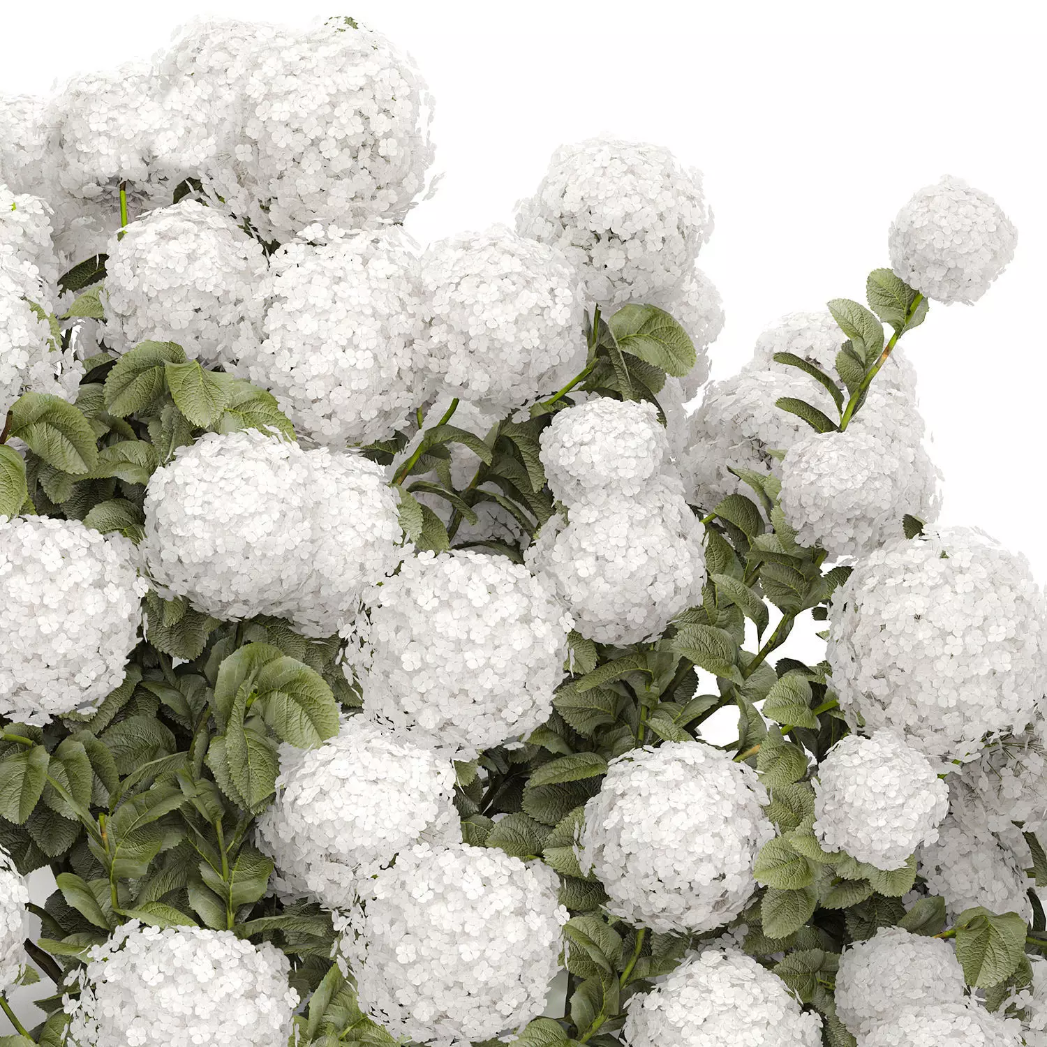 Bush blooming white hydrangea for the garden 1485 3D model_11