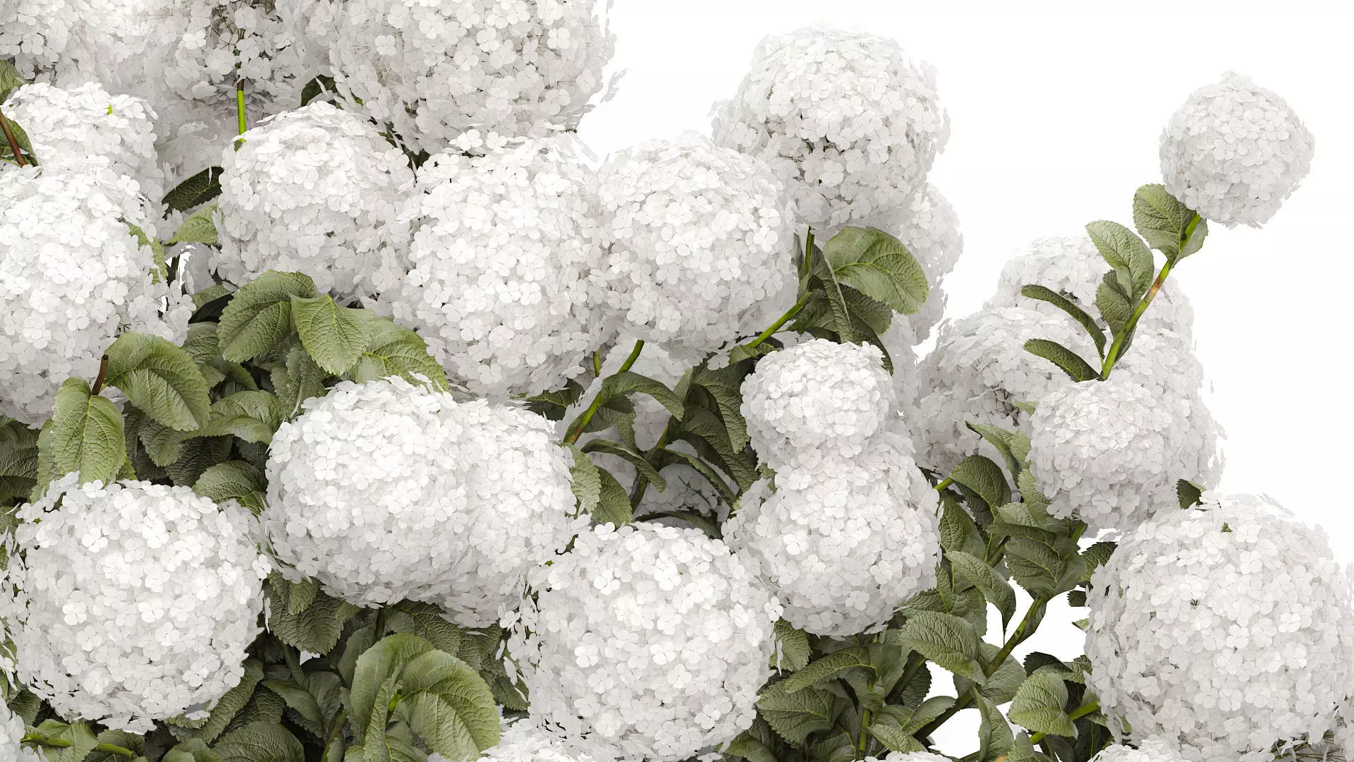 Bush blooming white hydrangea for the garden 1485 3D model_4