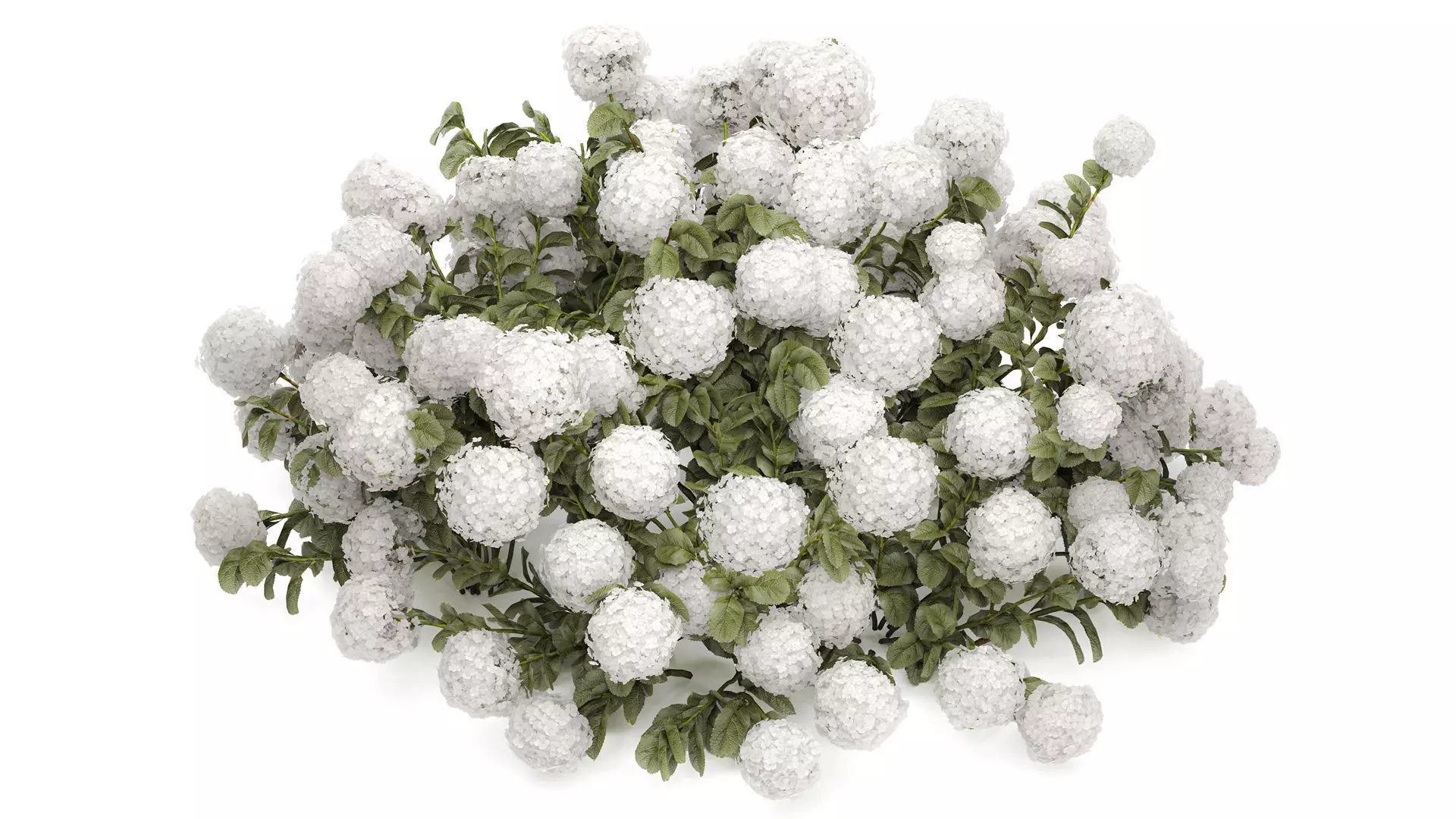 Bush blooming white hydrangea for the garden 1485 3D model_0