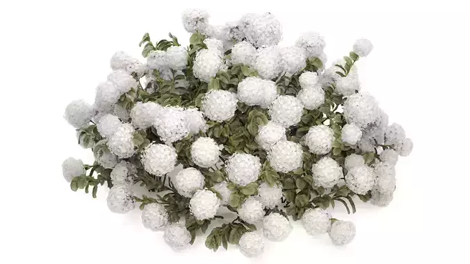 Bush blooming white hydrangea for the garden 1485 3D model