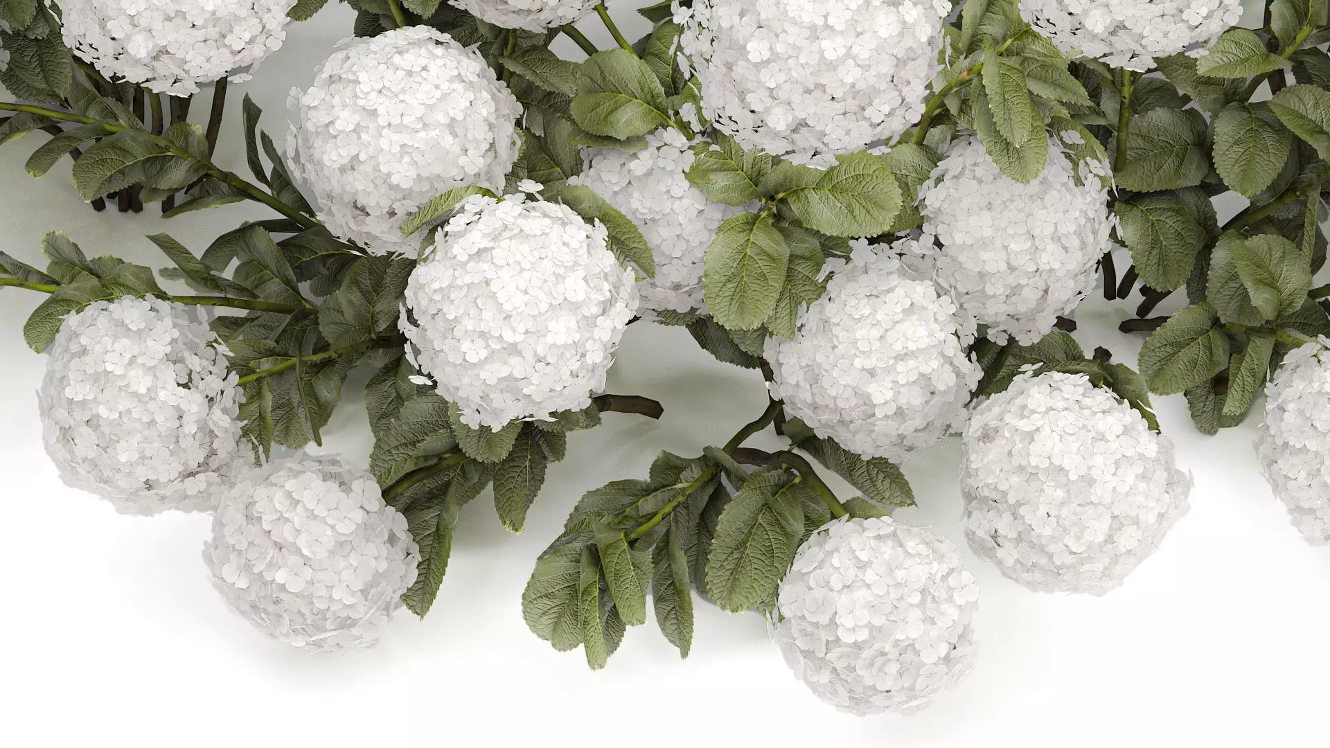 Bush blooming white hydrangea for the garden 1485 3D model_5