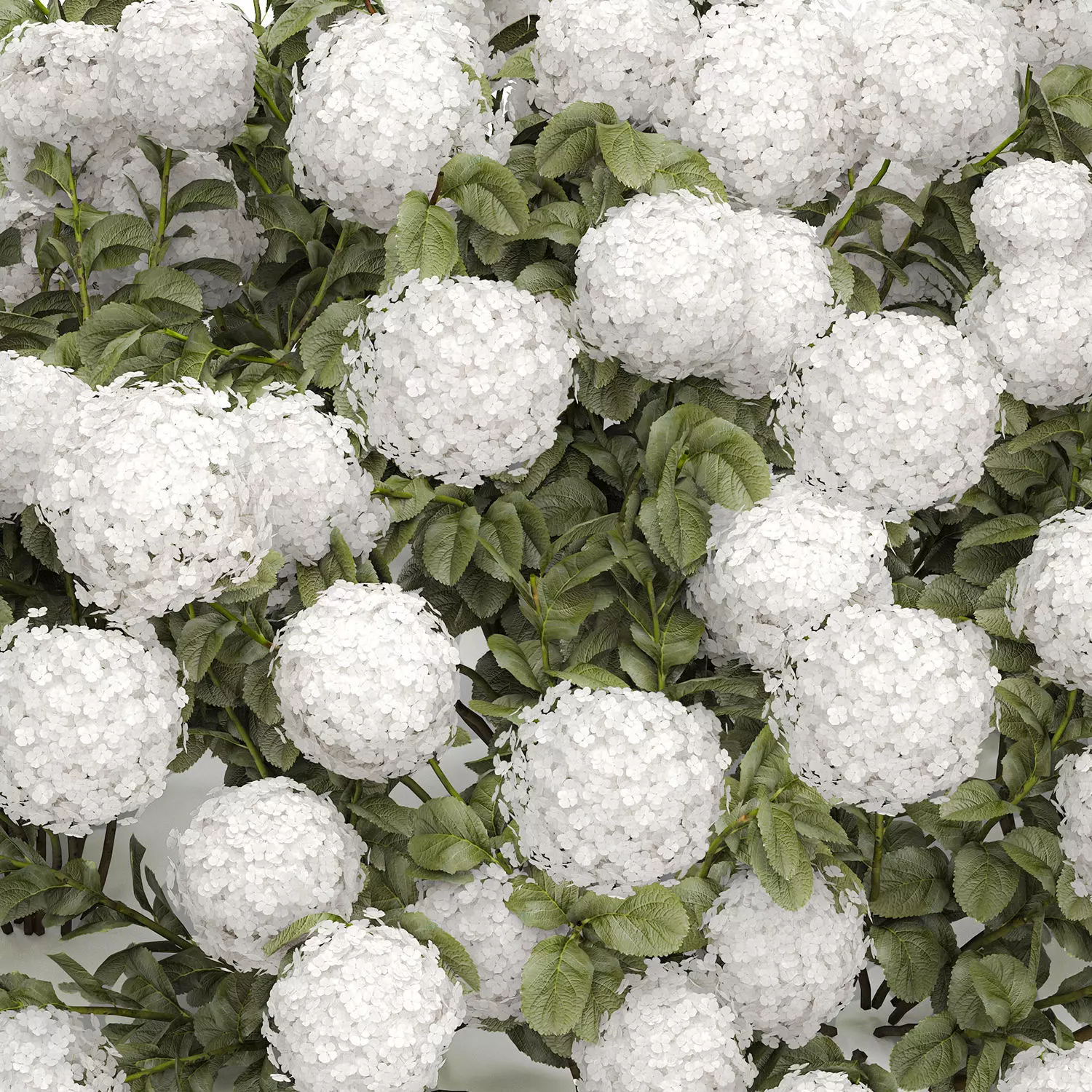 Bush blooming white hydrangea for the garden 1485 3D model_13