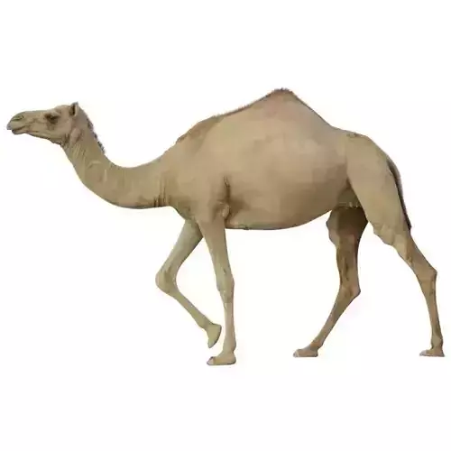 Dromedary Camel 3D Model with PBR Textures