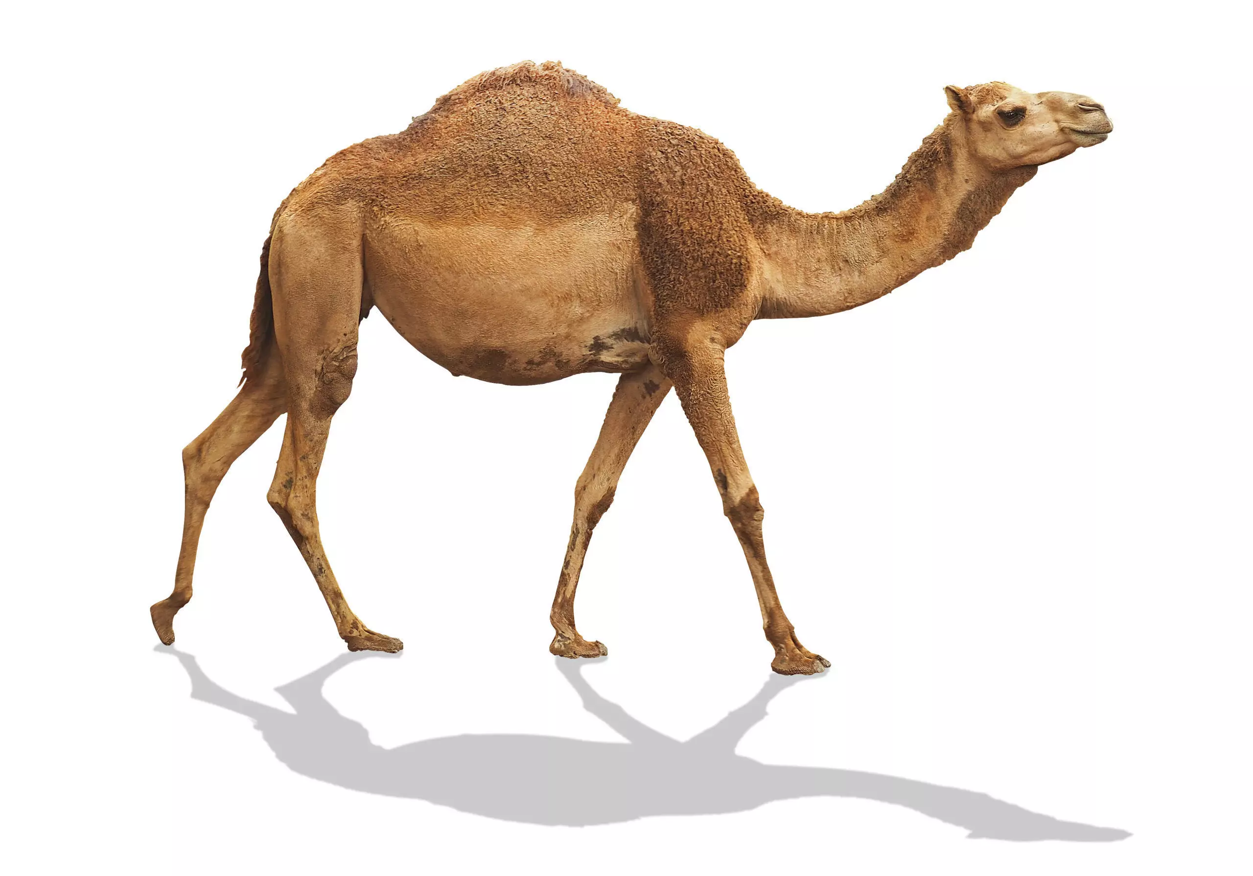 Dromedary Camel 3D Model with PBR Textures 3D model_5