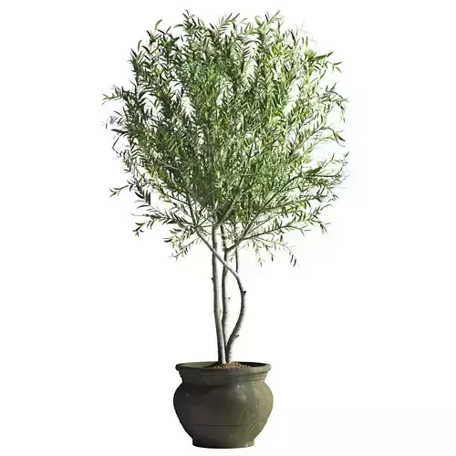 Olive Tree Plant Pottery Pot Crock