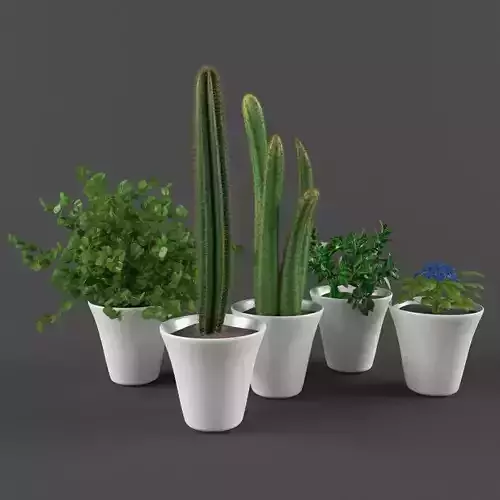 Plants set five cactus pots