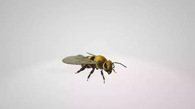 flying bee