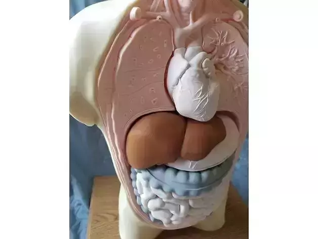 Human Anatomy Torso Model stl 3D print model
