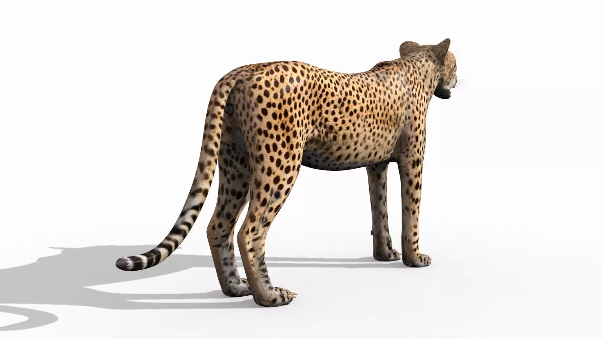 Most Real Cheetah - 8k - 3d animated 3D model_6