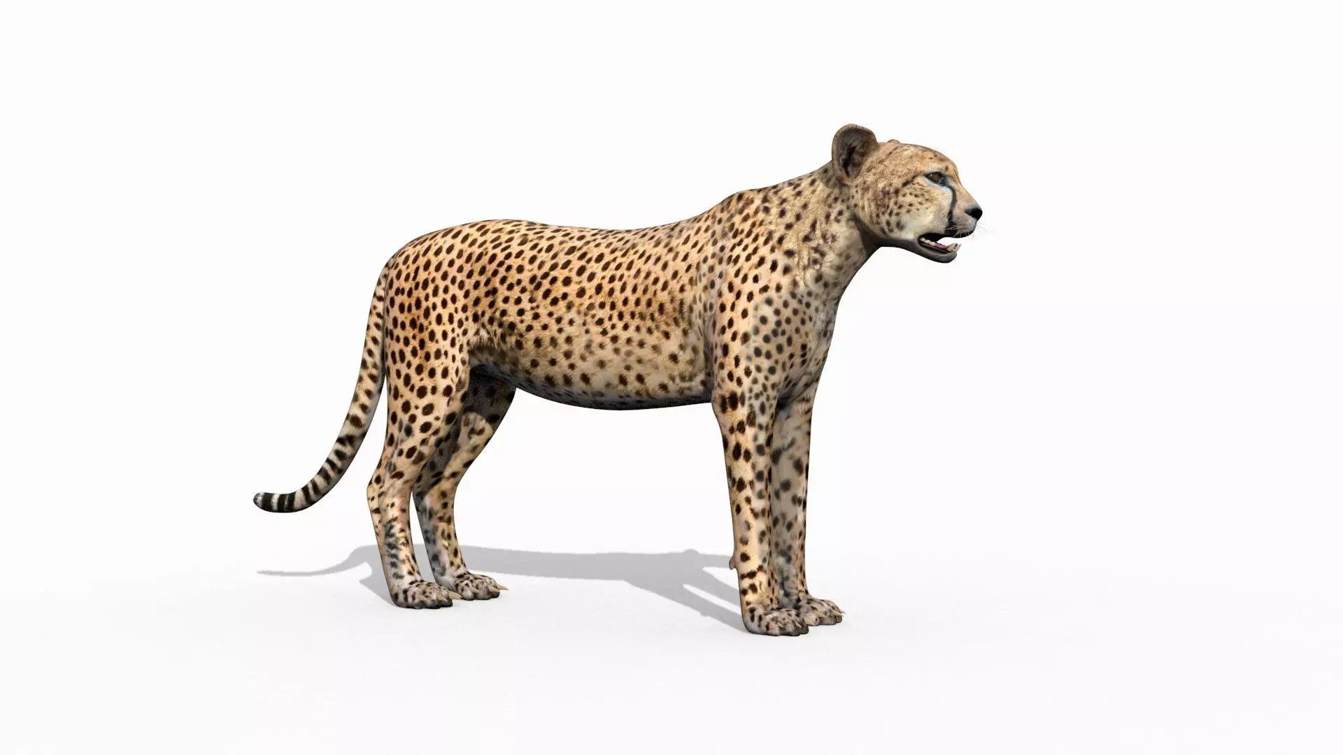 Most Real Cheetah - 8k - 3d animated 3D model_12