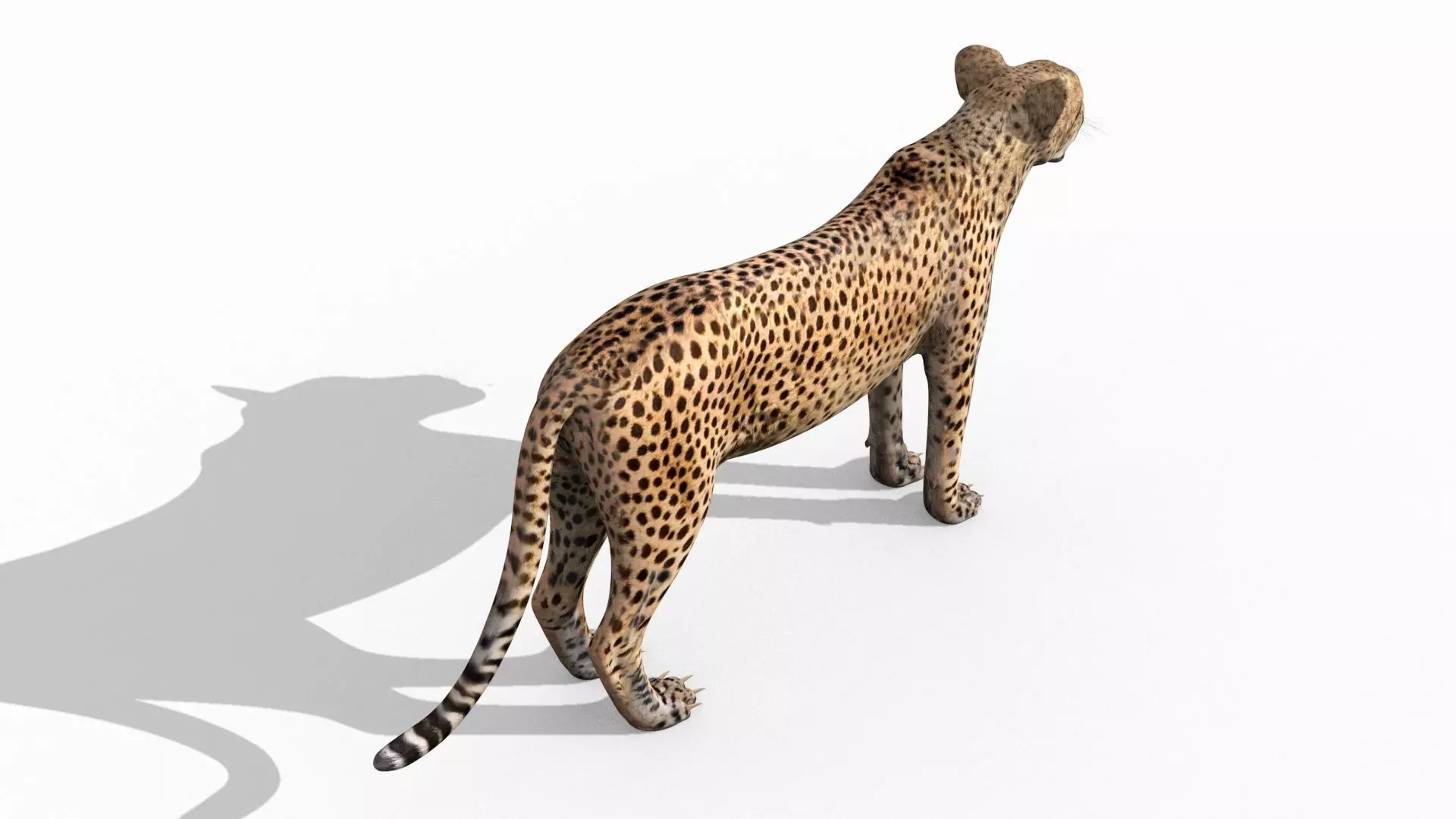Most Real Cheetah - 8k - 3d animated 3D model_7