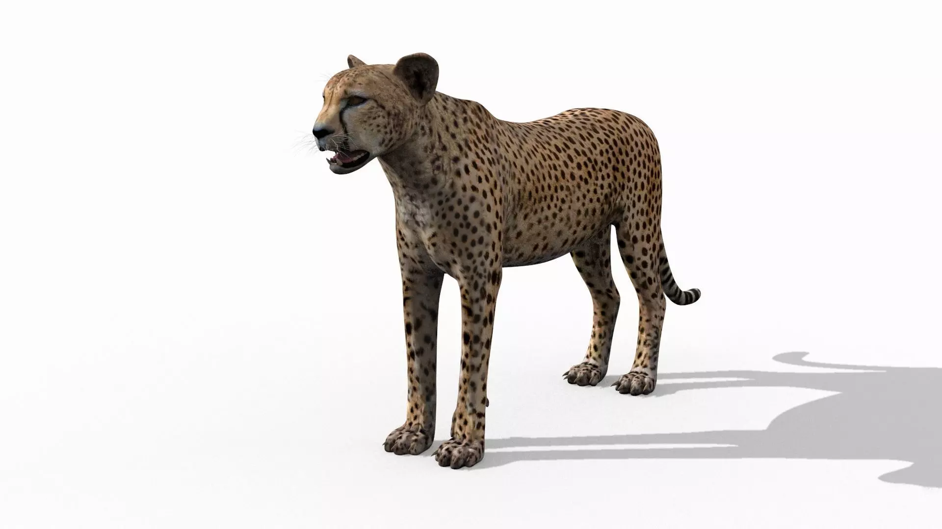 Most Real Cheetah - 8k - 3d animated 3D model_9