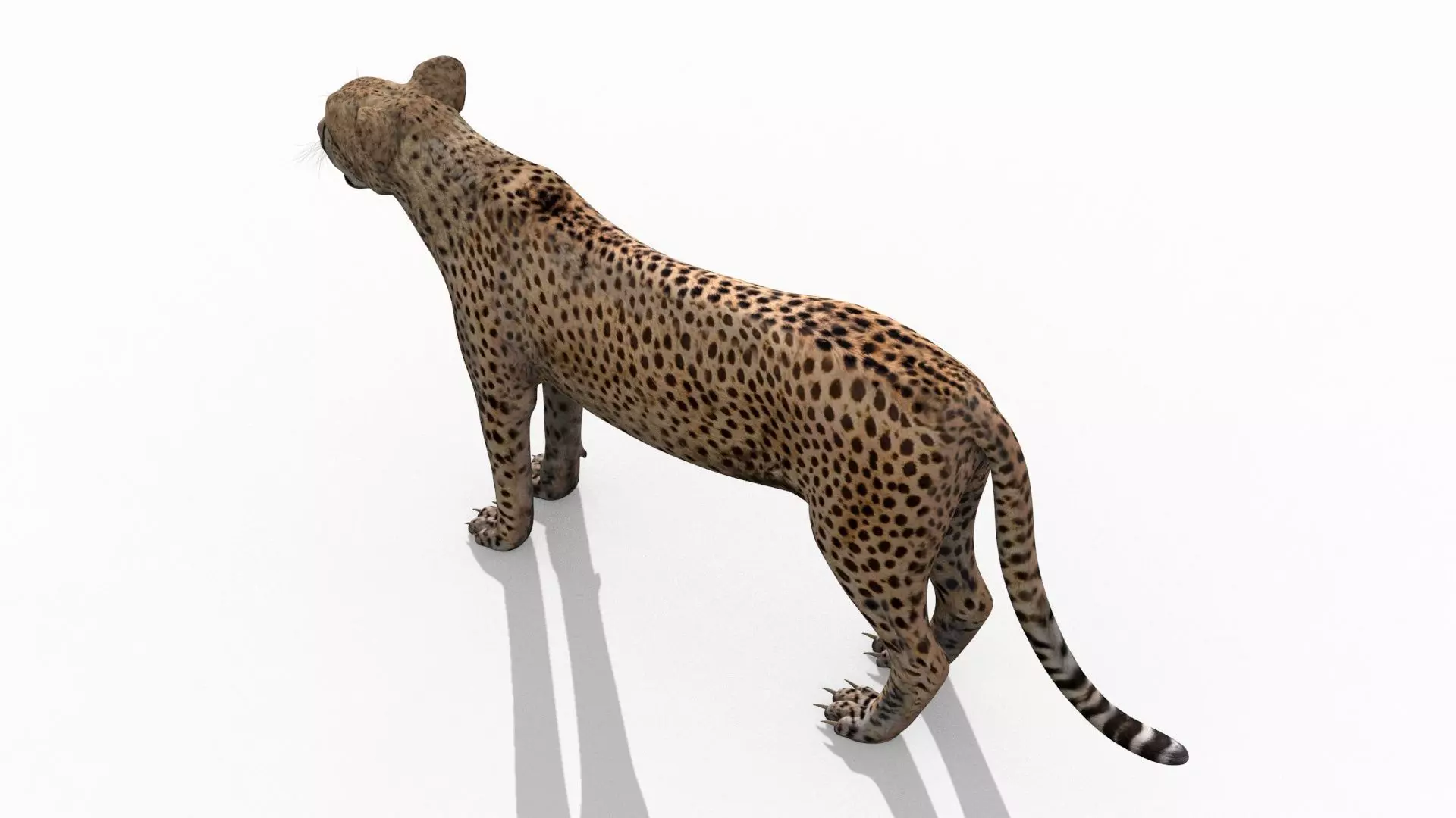 Most Real Cheetah - 8k - 3d animated 3D model_8