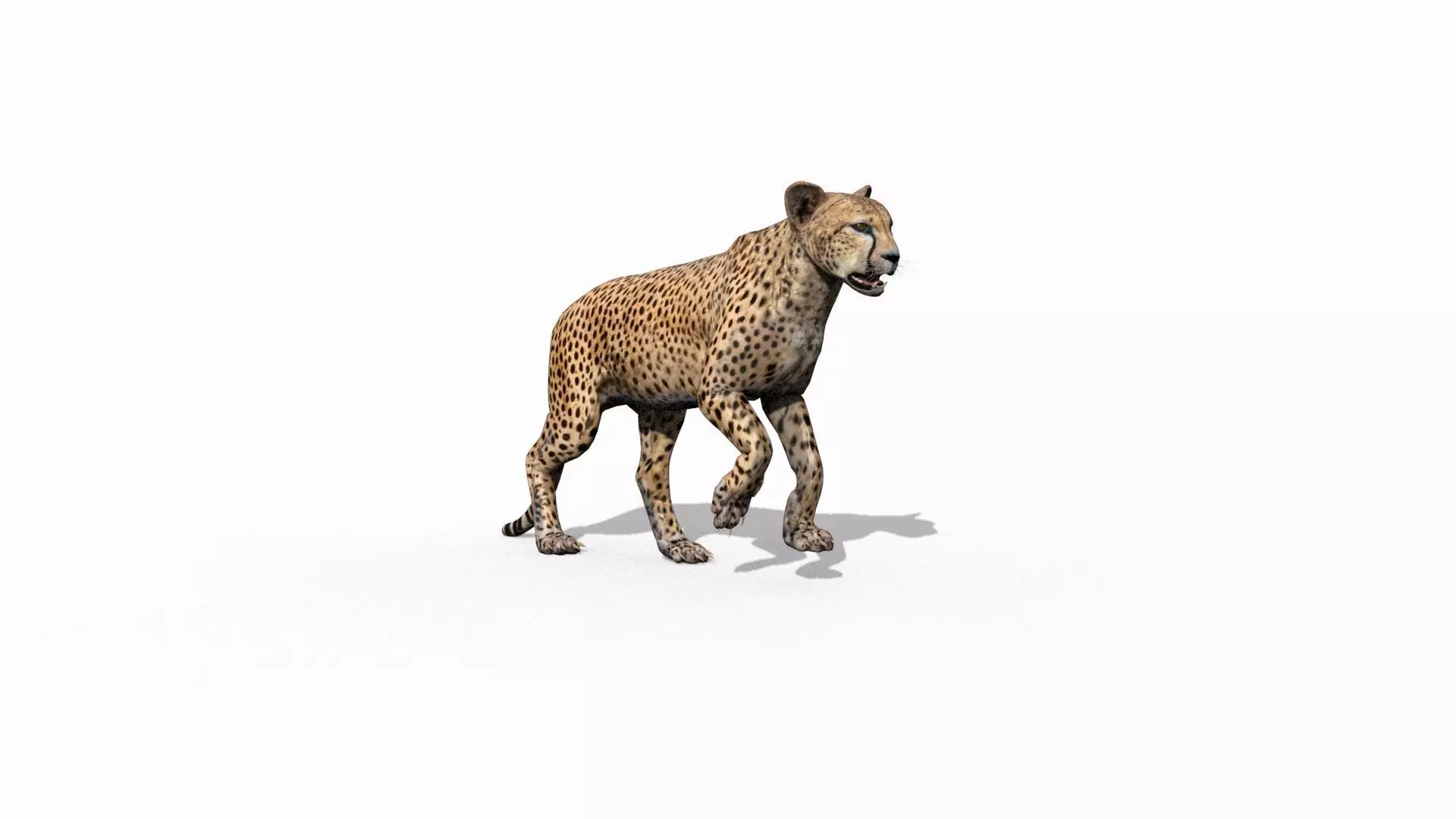 Most Real Cheetah - 8k - 3d animated 3D model_13