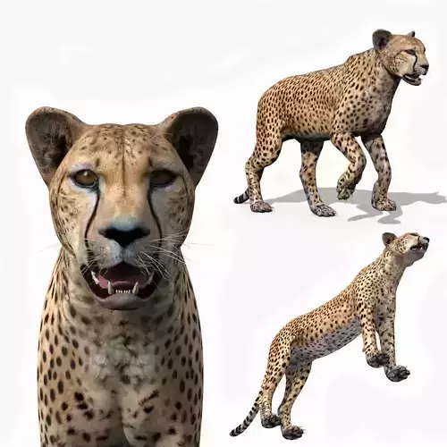  Most Real Cheetah - 8k - 3d animated 3D model