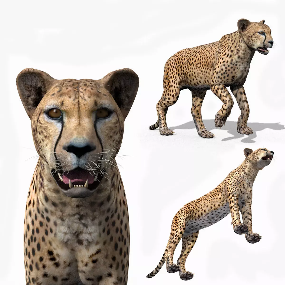 Most Real Cheetah - 8k - 3d animated 3D model_0