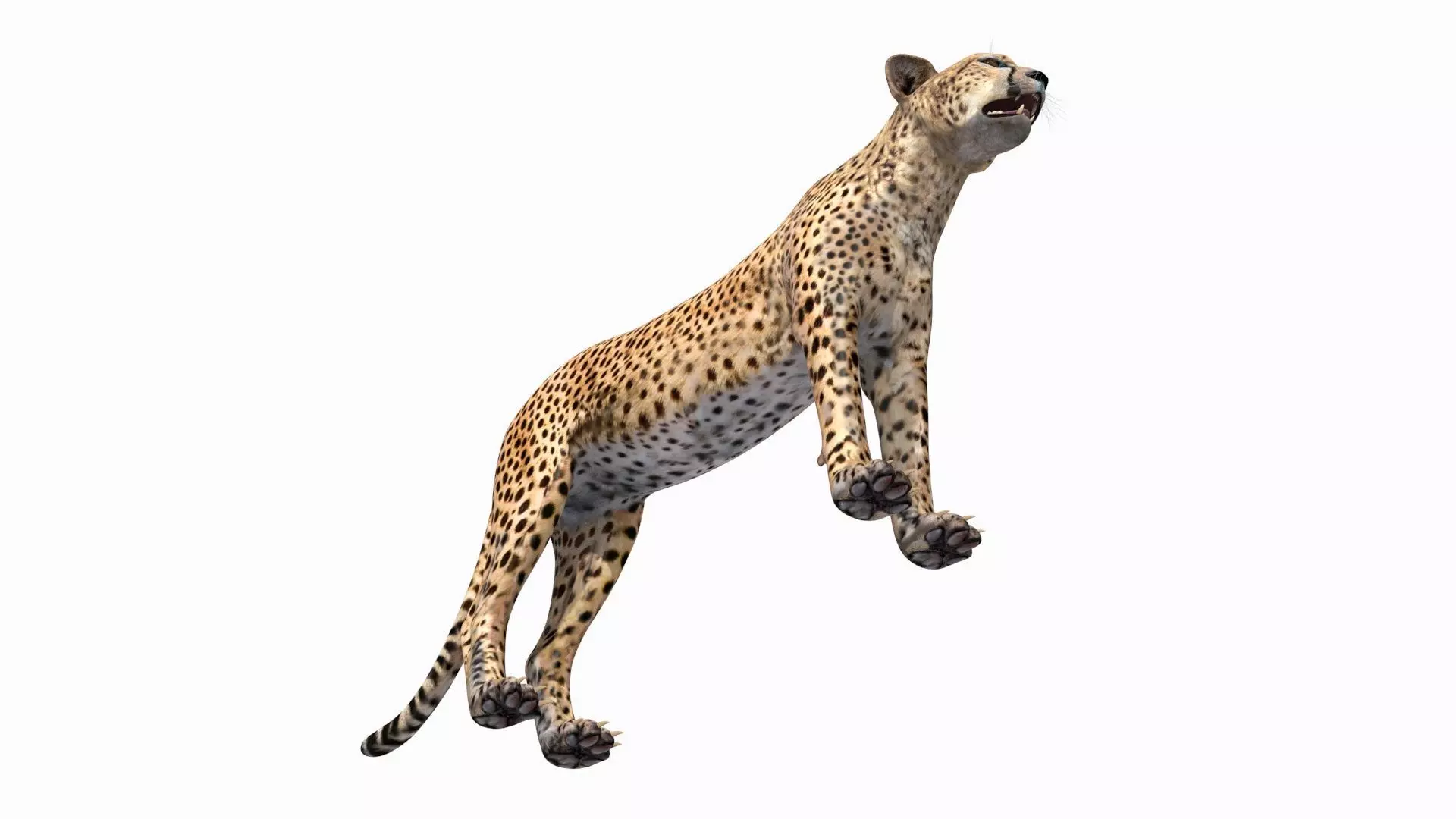 Most Real Cheetah - 8k - 3d animated 3D model_11