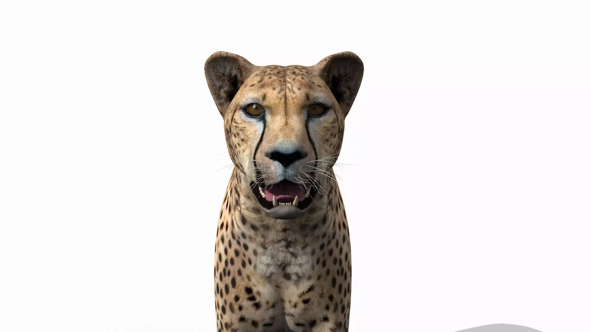 Most Real Cheetah - 8k - 3d animated 3D model_10