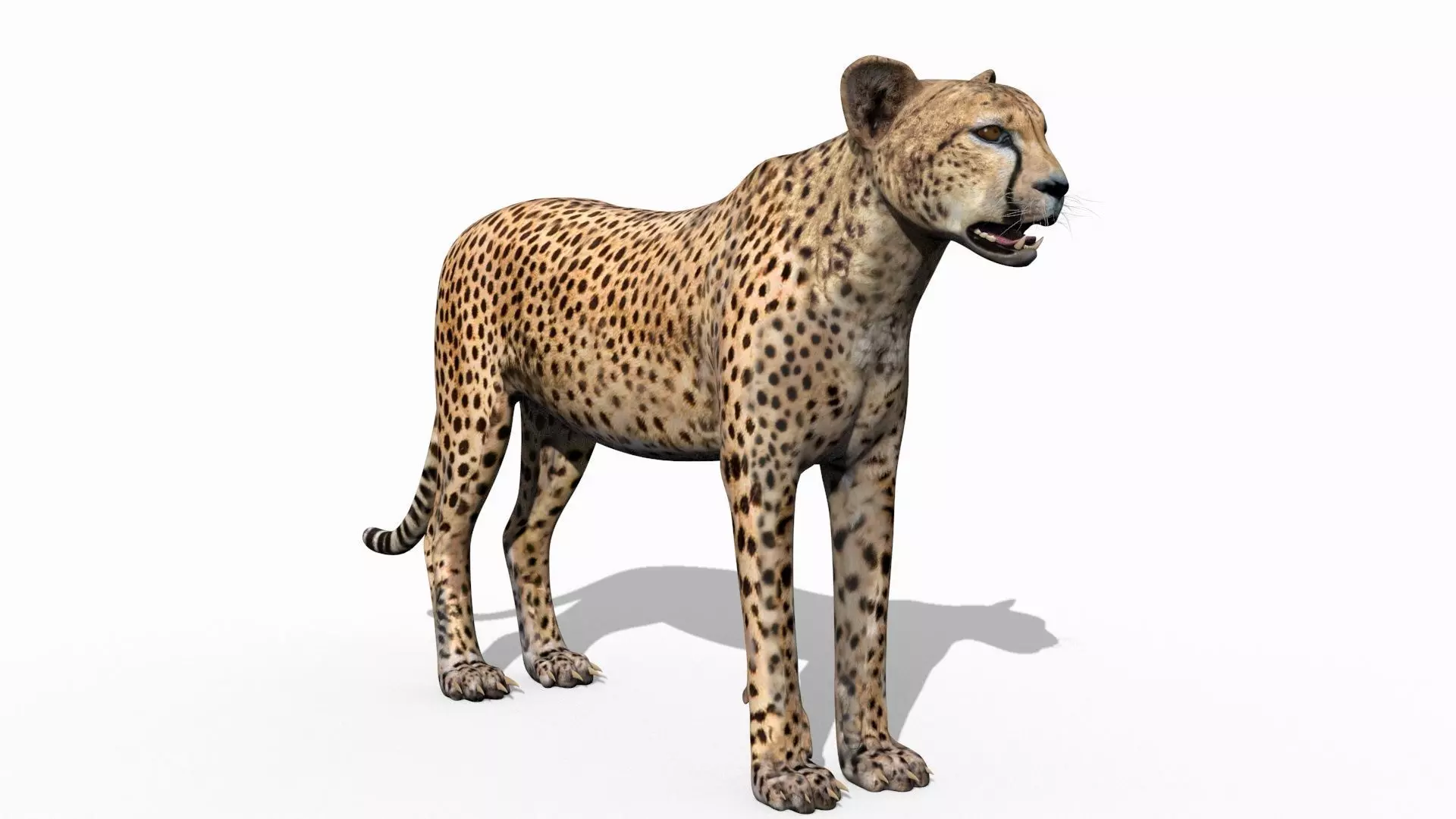 Most Real Cheetah - 8k - 3d animated 3D model_5