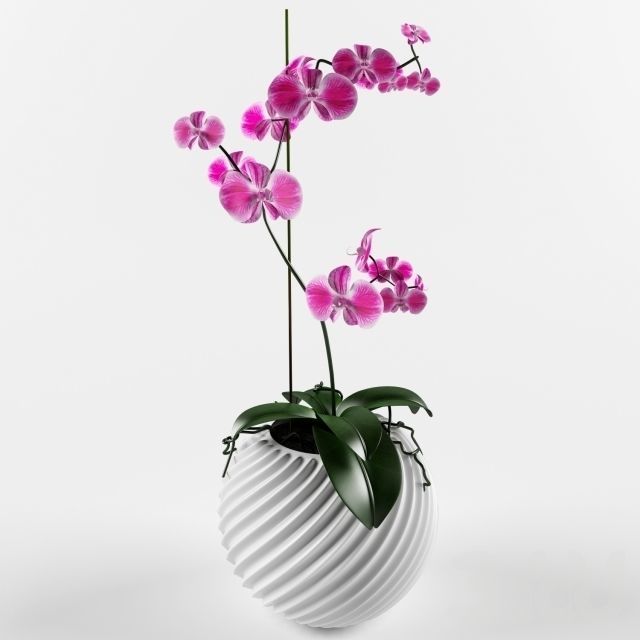 orchids orchid in vase 3D model_0