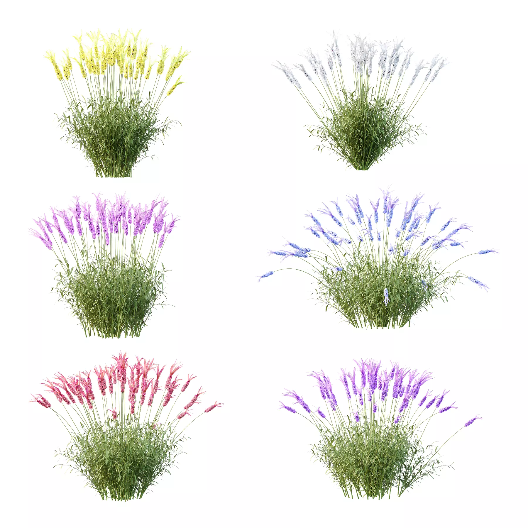plant Grass Flower Lavandula pedunculata 03 3D model_0