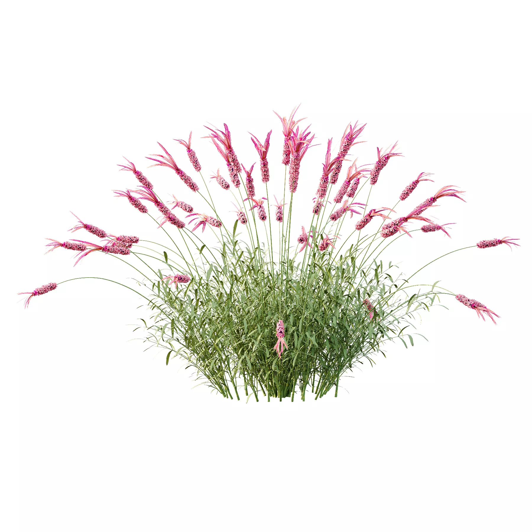 plant Grass Flower Lavandula pedunculata 03 3D model_3