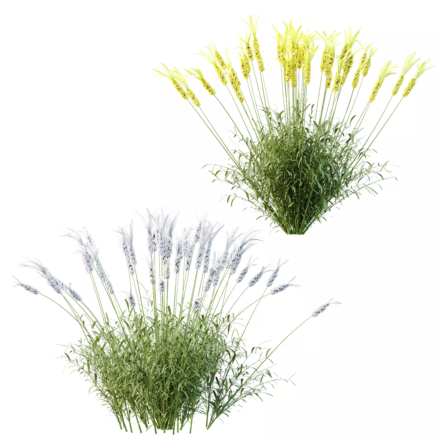 plant Grass Flower Lavandula pedunculata 03 3D model_5