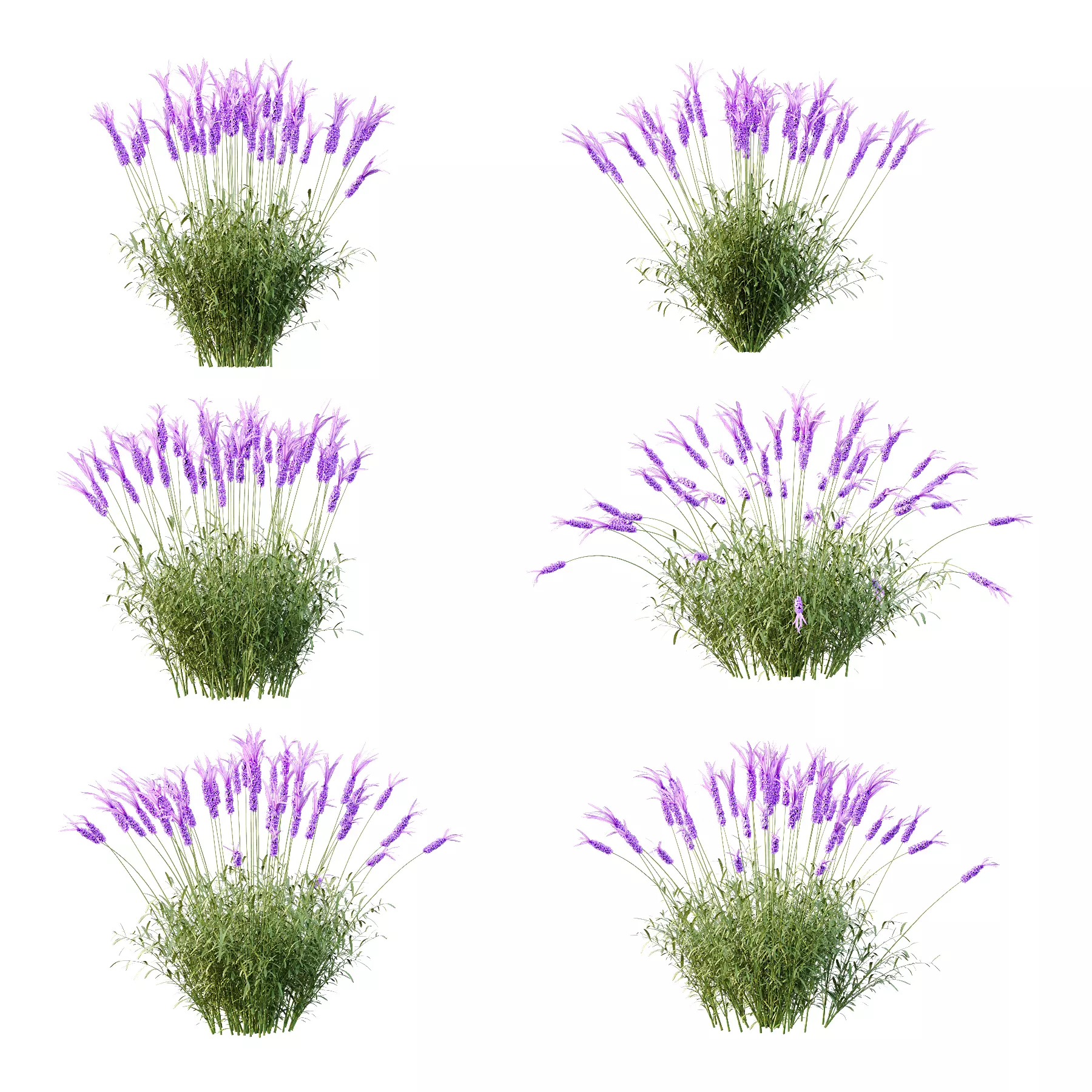 plant Grass Flower Lavandula pedunculata 03 3D model_1