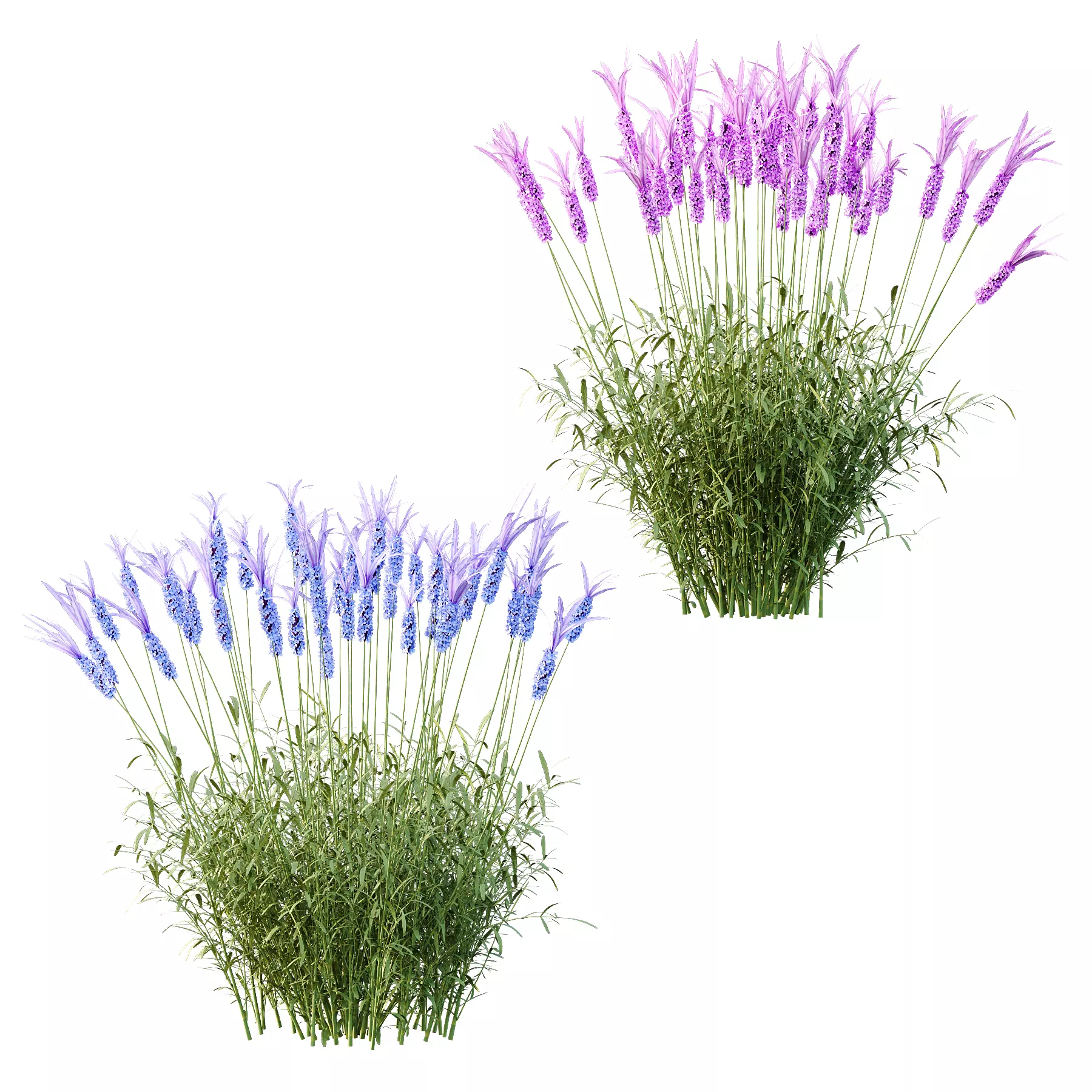 plant Grass Flower Lavandula pedunculata 03 3D model_4