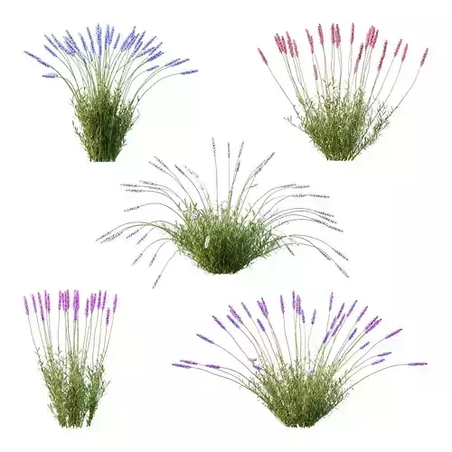 plant Grass Flower Lavandula pedunculata 01
