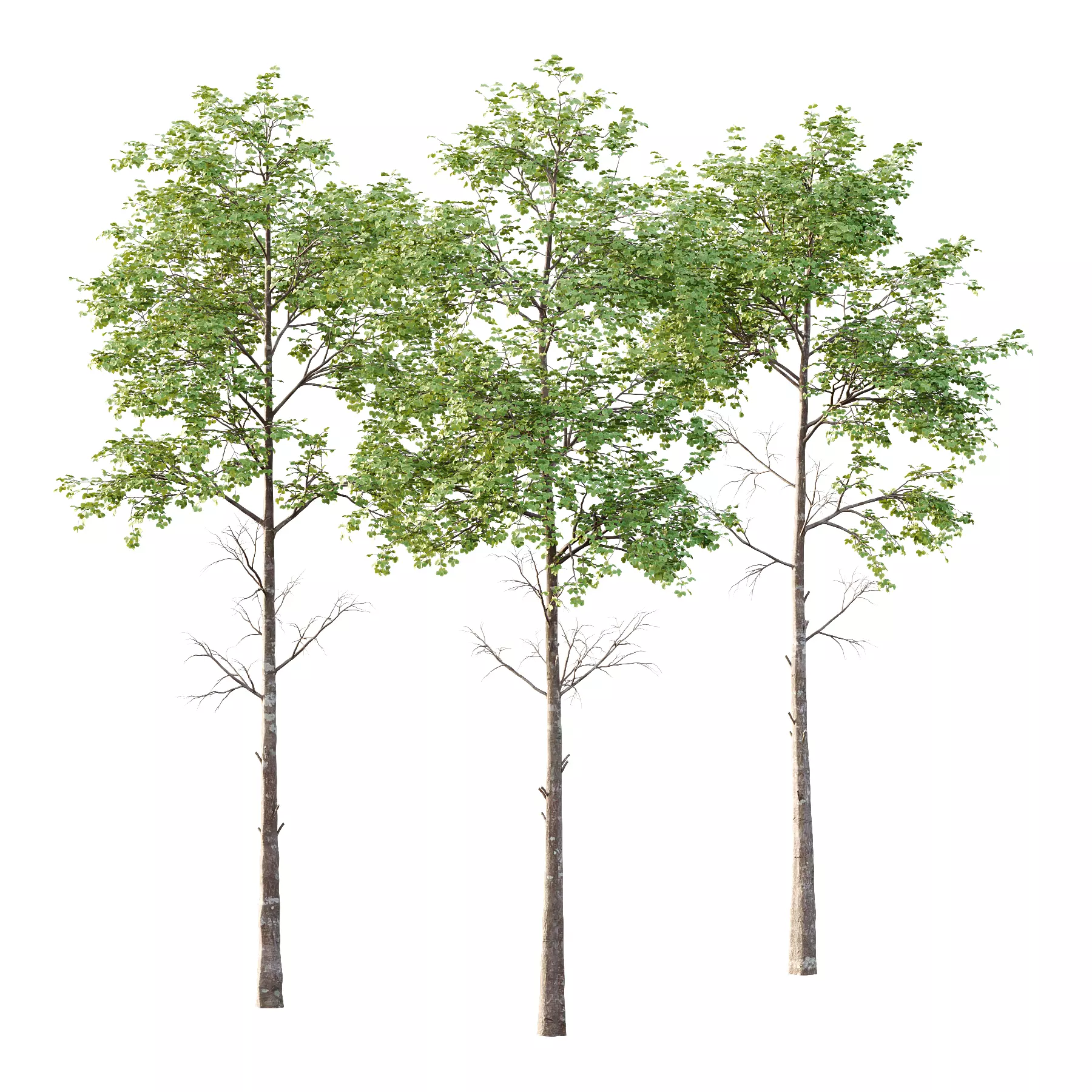 fagus sylvatica Tree 01 3D model_0